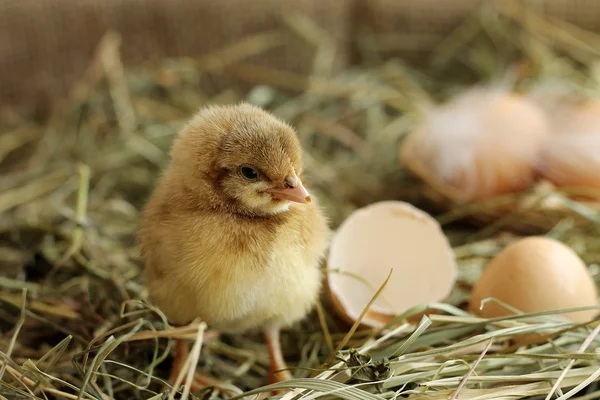 Imagen de adorable polluelo incubado, primer plano —  Fotos de Stock