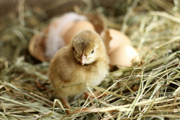 Brown Orpington chick on hay background