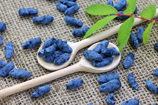 Honeysuckle berries in wooden spoons, close-up — Stock Photo, Image