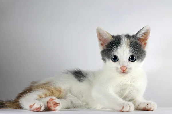 Изображение очаровательной маленькой кошки, смотрящей в камеру — стоковое фото