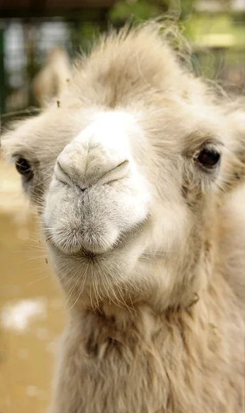 Portrait of young camel, close-up — Stock Photo, Image