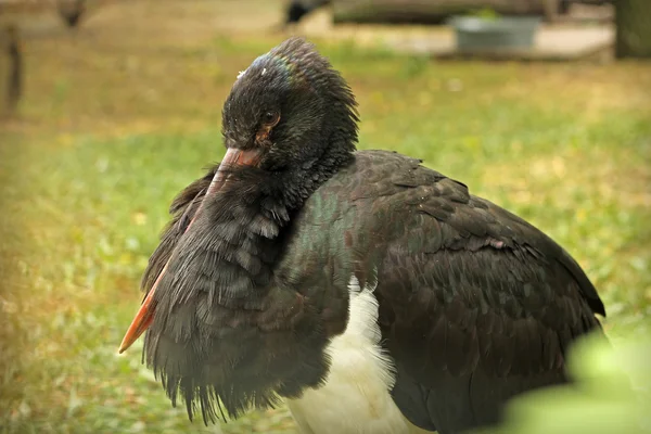 Portrait de gracieuse cigogne noire cache son bec — Photo