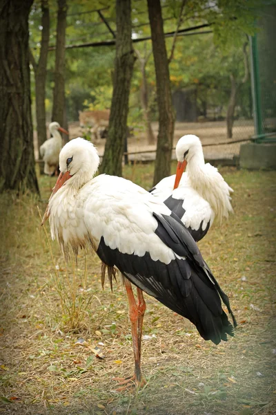 Image de gracieuses cigognes blanches au zoo — Photo