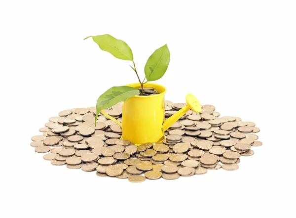 Concept of savings and money tree — Stock Photo, Image