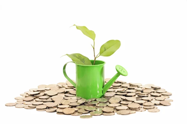 Plant grows from watering can with coins — Stock Photo, Image