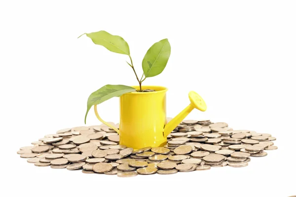 Plant grows from watering can. Idea of savings — Stock Photo, Image