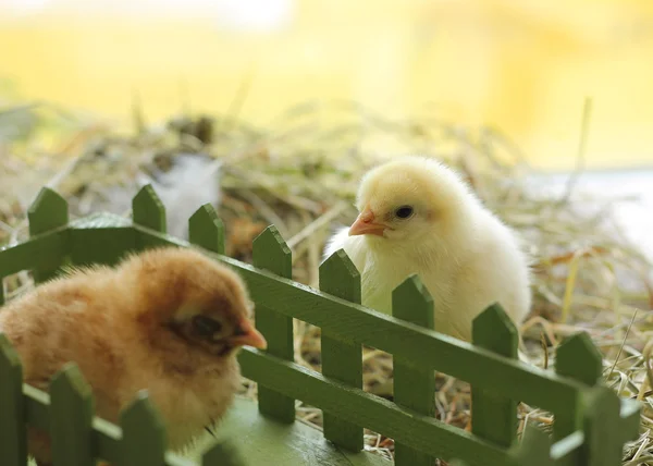 Instantâneo of cute day old chicks on hay — Fotografia de Stock