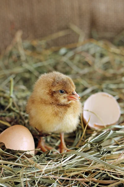 Adorable hatched chick opened his beak — Stock Photo, Image