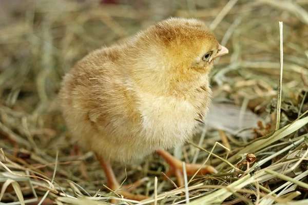 Image of day old chick, close-up — Stock Photo, Image