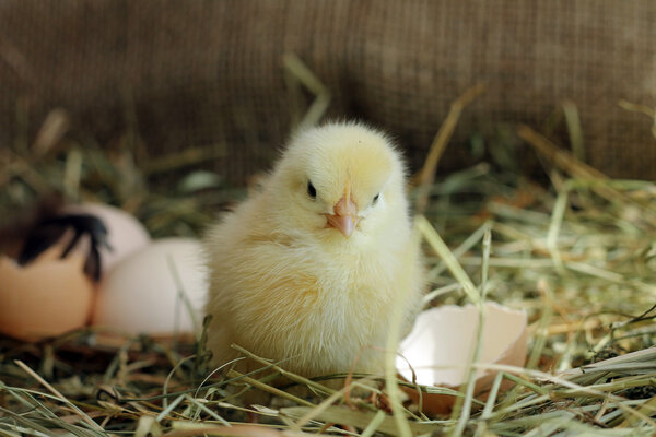 Shot of cute chick on hay backdrop