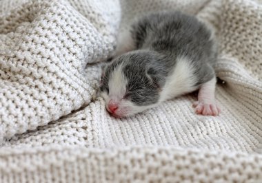 Yeni doğmuş yavru örme kazak üzerine tarama