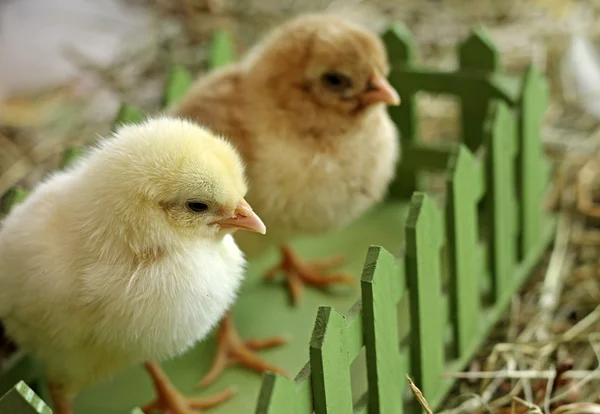 Pareja de pollitos sentados en caja verde —  Fotos de Stock