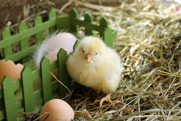 Fluffy chicken sitting on hay near box — Stock Photo, Image