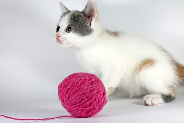 Смешной котенок играет с клубком шерсти — стоковое фото