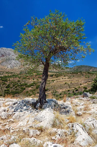 Mycenae — Stock fotografie