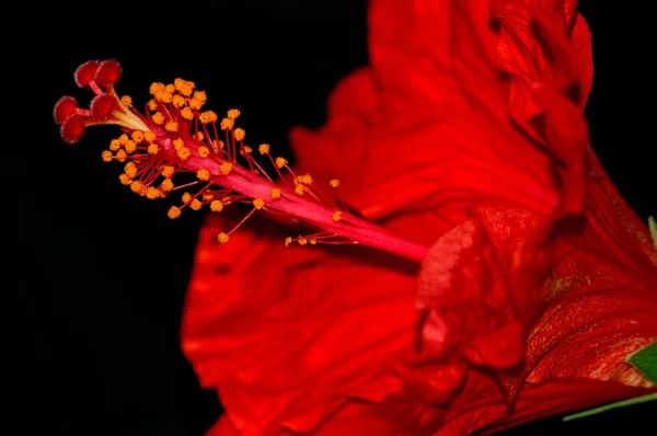 Hibisco rojo — Foto de Stock