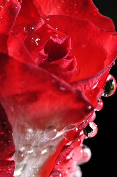 Red rose — Stock Photo, Image