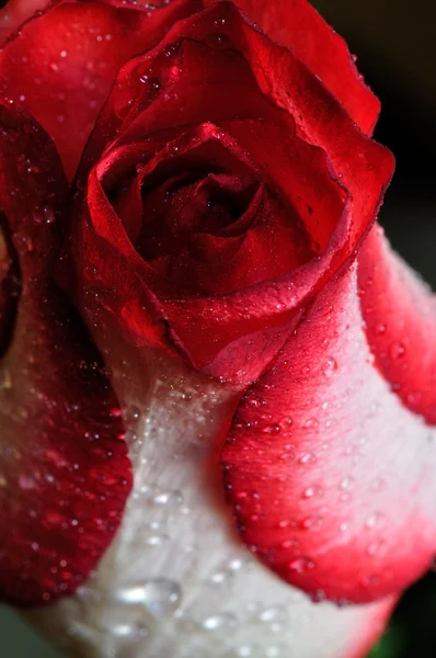 Red rose — Stock Photo, Image