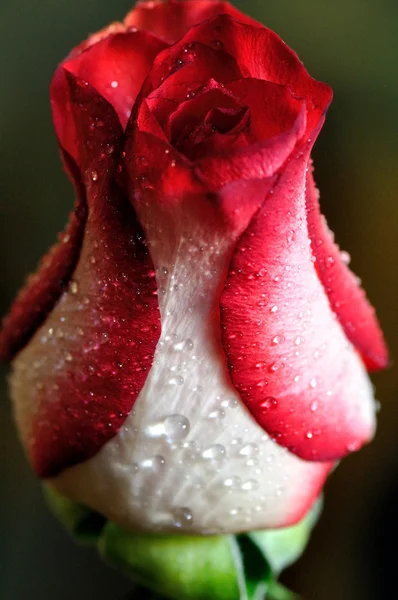 Rosa roja — Foto de Stock