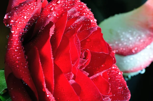 Red rose — Stock Photo, Image