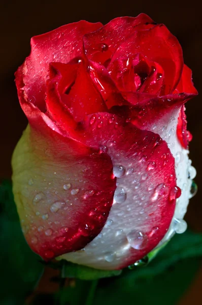 Red rose — Stock Photo, Image