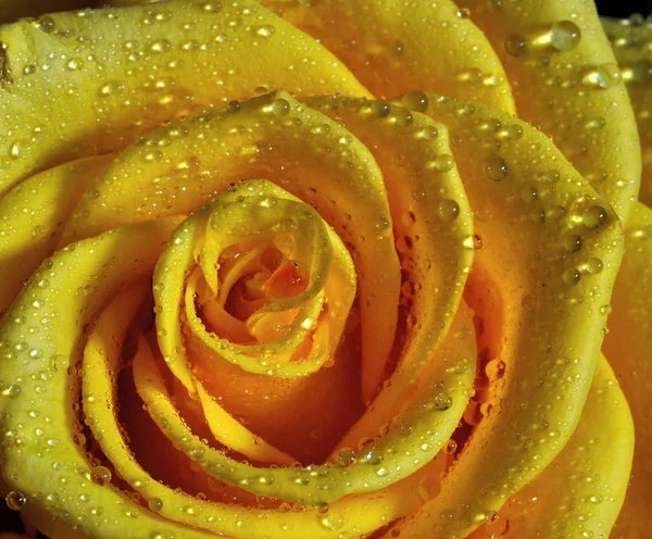 Yellowrose — Stock Photo, Image