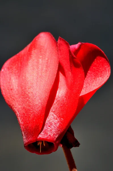 Kırmızı Siklamen — Stok fotoğraf