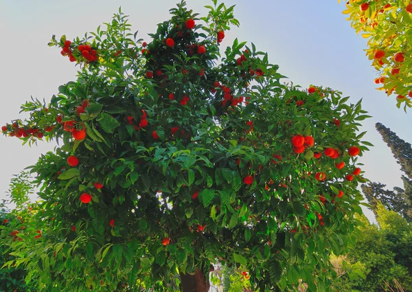 Alberi di arancio — Foto Stock