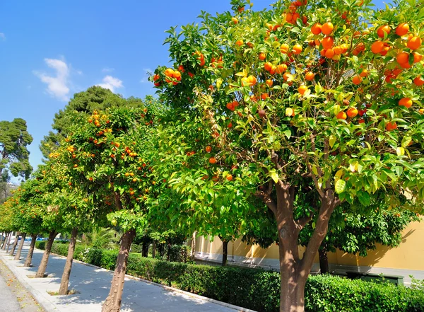 Orange trees Stock Picture