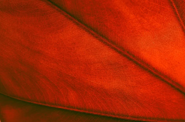 Texture foglia rossa — Foto Stock