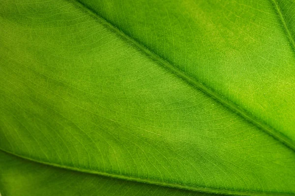 Green leaf texture — Stock Photo, Image