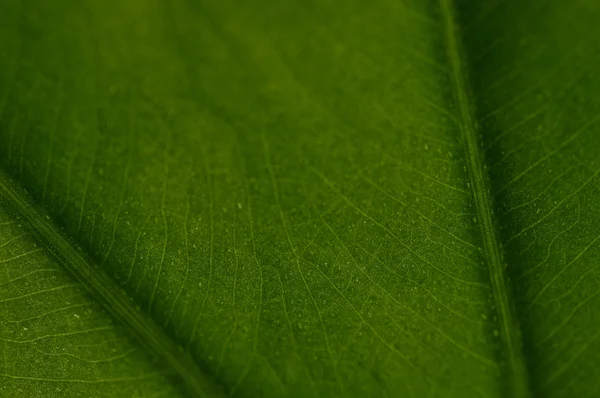 Texture fogliare verde — Foto Stock