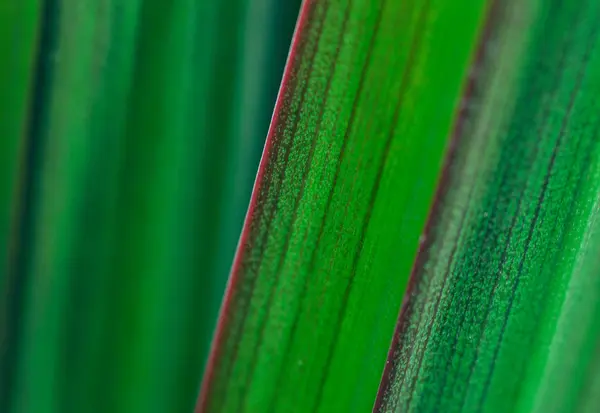 Green leaf texture — Stock Photo, Image