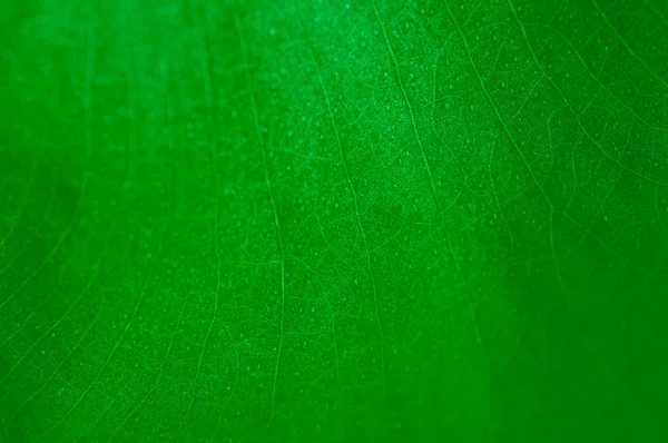 Green leaf texture Stock Image