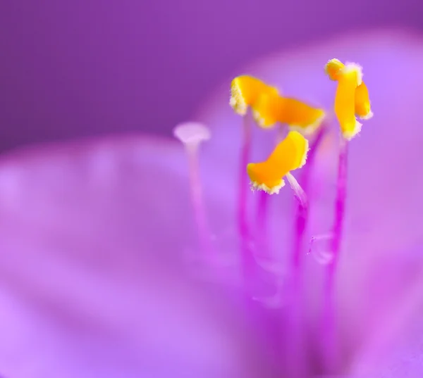 Kwiat setcreasea purpurea — Zdjęcie stockowe