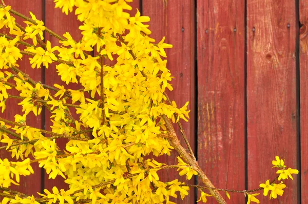 Forsythia in full bloom — Stock Photo, Image