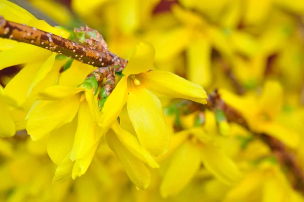 Forsythia i full blom Royaltyfria Stockbilder