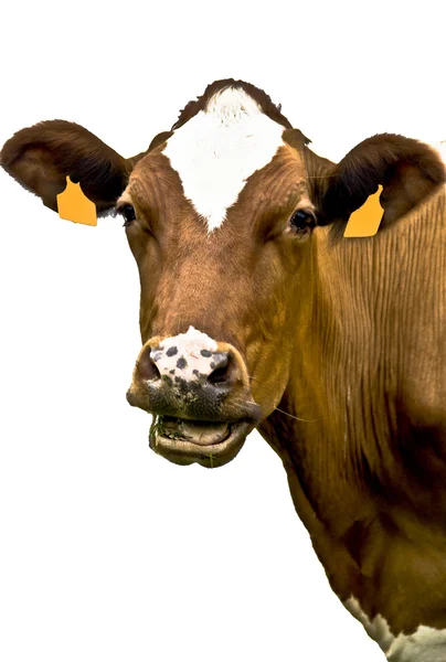 Retrato de vaca no fundo branco isolado — Fotografia de Stock