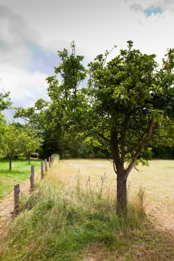ağaç ve çit peyzaj