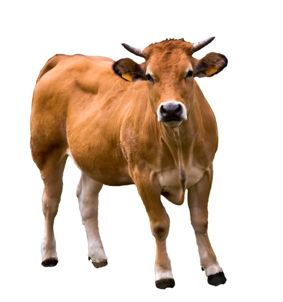 Cow isolated on white — Stock Photo, Image