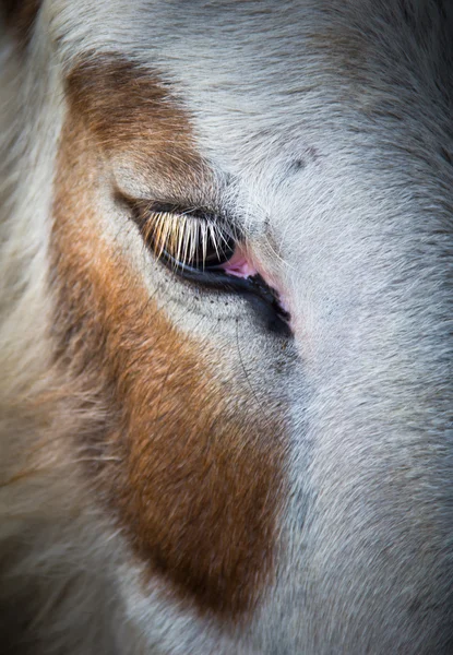 당나귀의 눈 — 스톡 사진