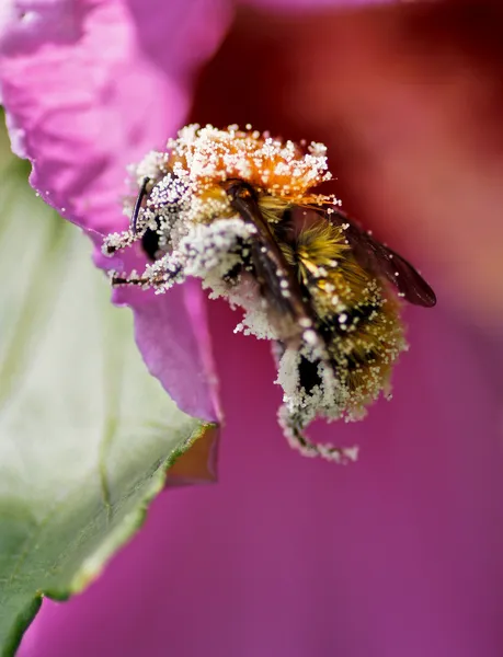 Pollen d'abeille plaqué — Photo