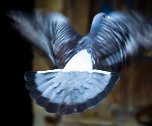 Flying dove — Stock Photo, Image