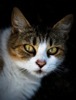 kedi portre