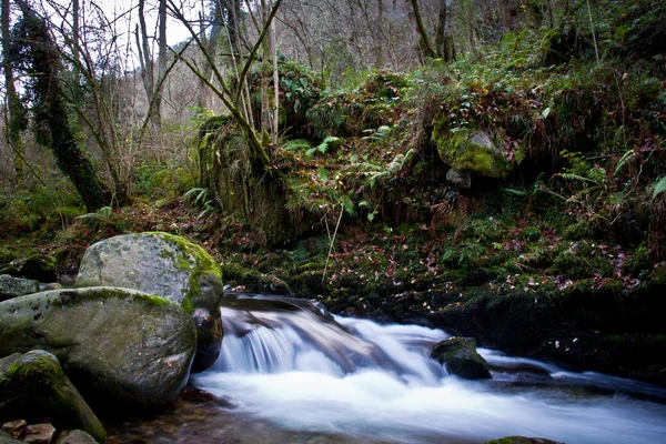 River forest — Fotografie, imagine de stoc