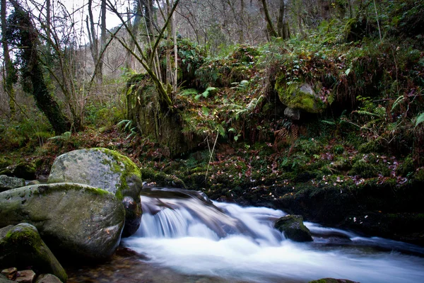 Flusswald — Stockfoto