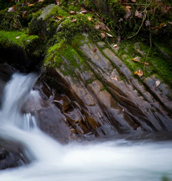 Nehir orman — Stok fotoğraf