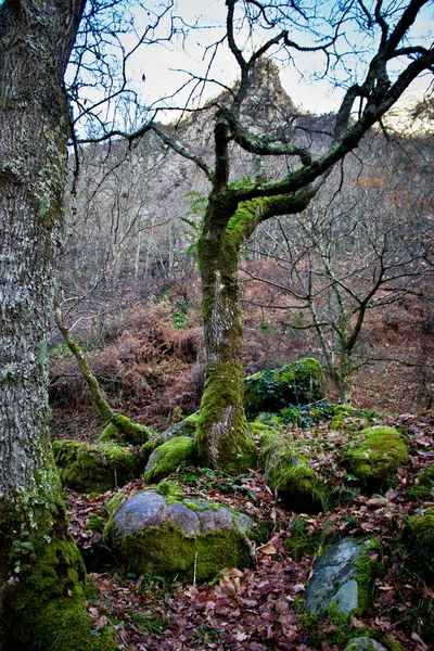 秋の森 — ストック写真