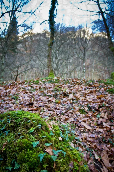 Herbstwald — Stockfoto