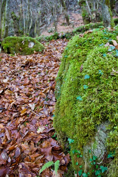 Herbstwald — Stockfoto